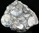 Wide Kosmoceras Ammonite Cluster - England #30774-1